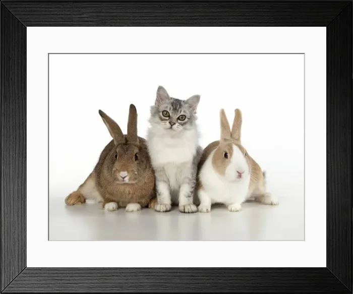 Framed Print : Picture No. 12020699 Framed Print : Picture No. 12020699