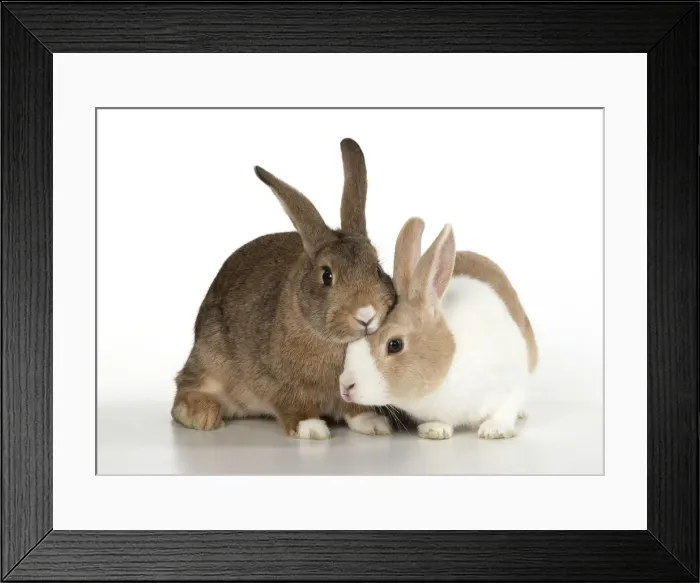 Framed Print : Picture No. 12020700 Framed Print : Picture No. 12020700