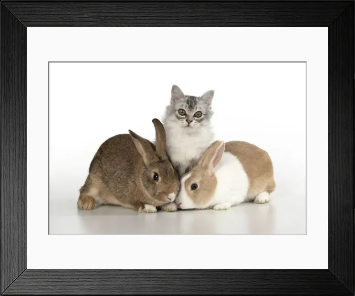 Framed Print : Picture No. 12020701 Framed Print : Picture No. 12020701