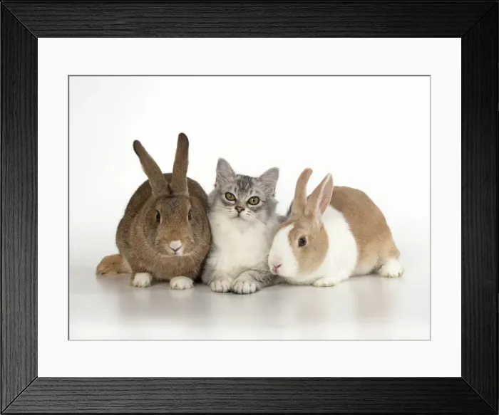 Framed Print : Picture No. 12020702 Framed Print : Picture No. 12020702