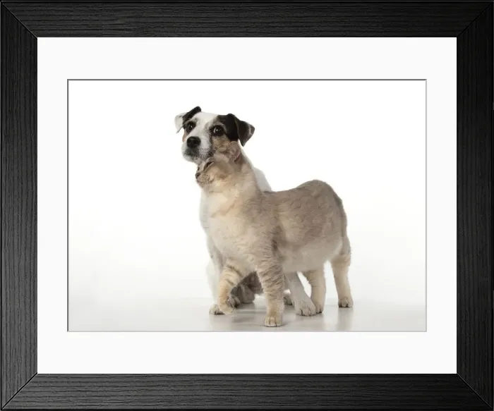 Framed Print : Picture No. 12020703 Framed Print : Picture No. 12020703