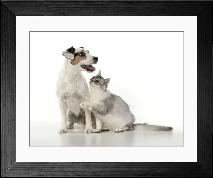 Framed Print : Picture No. 12020707 Framed Print : Picture No. 12020707