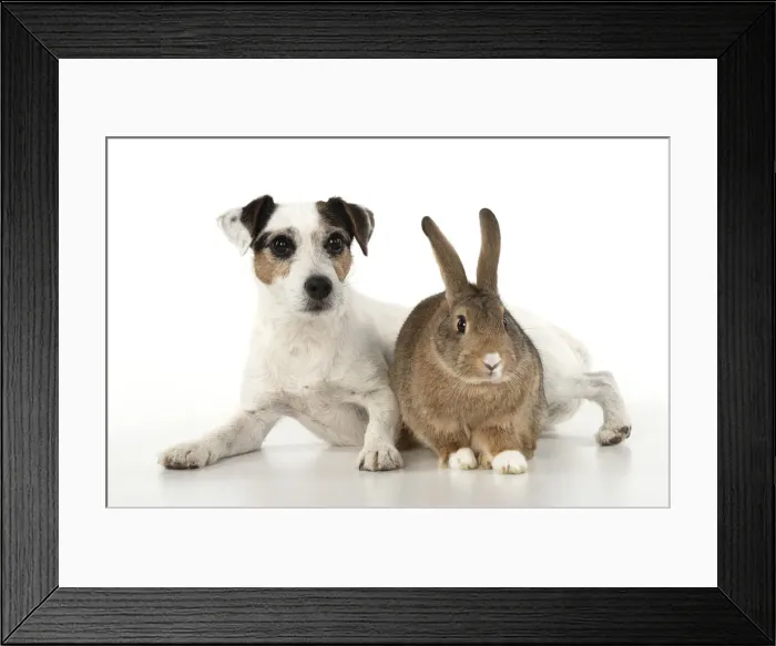 Framed Print : Picture No. 12020711 Framed Print : Picture No. 12020711