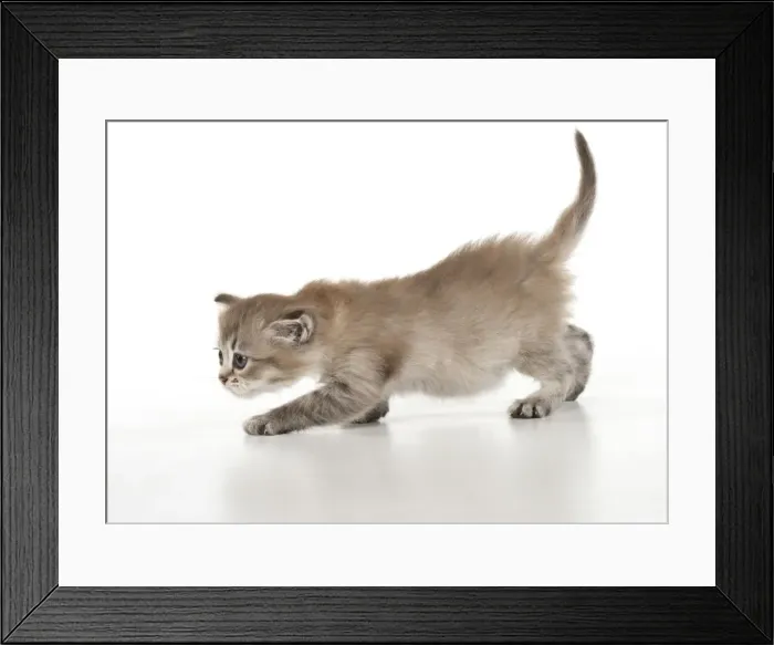 Framed Print : Picture No. 12020713 Framed Print : Picture No. 12020713