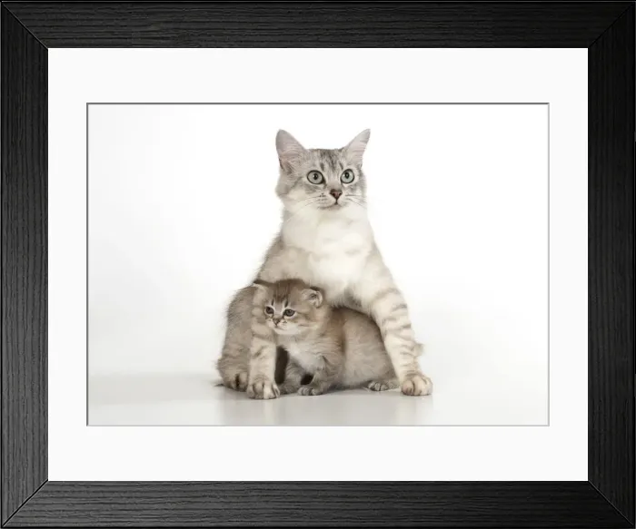 Framed Print : Picture No. 12020714 Framed Print : Picture No. 12020714