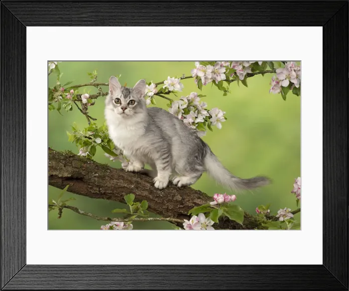 Framed Print : Picture No. 12020715 Framed Print : Picture No. 12020715