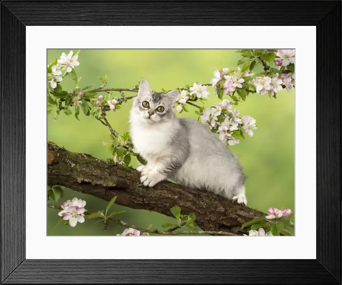 Framed Print : Picture No. 12020716 Framed Print : Picture No. 12020716