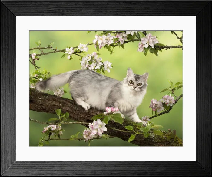 Framed Print : Picture No. 12020717 Framed Print : Picture No. 12020717
