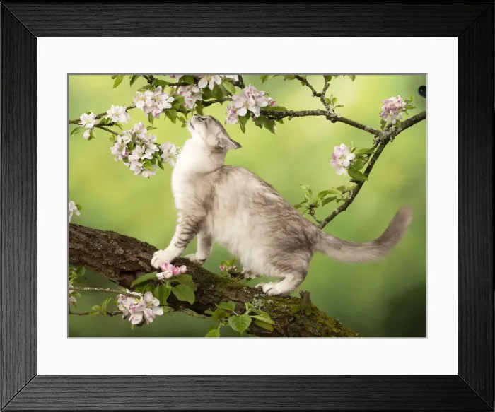 Framed Print : Picture No. 12020718 Framed Print : Picture No. 12020718