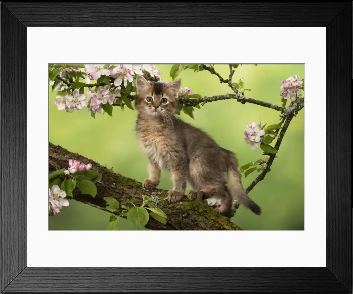 Framed Print : Picture No. 12020719 Framed Print : Picture No. 12020719