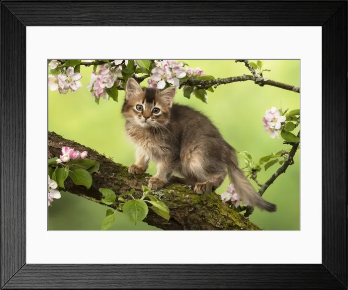 Framed Print : Picture No. 12020720 Framed Print : Picture No. 12020720