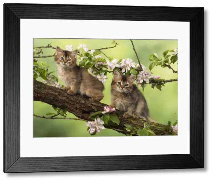 Framed Print : Picture No. 12020721 Framed Print : Picture No. 12020721