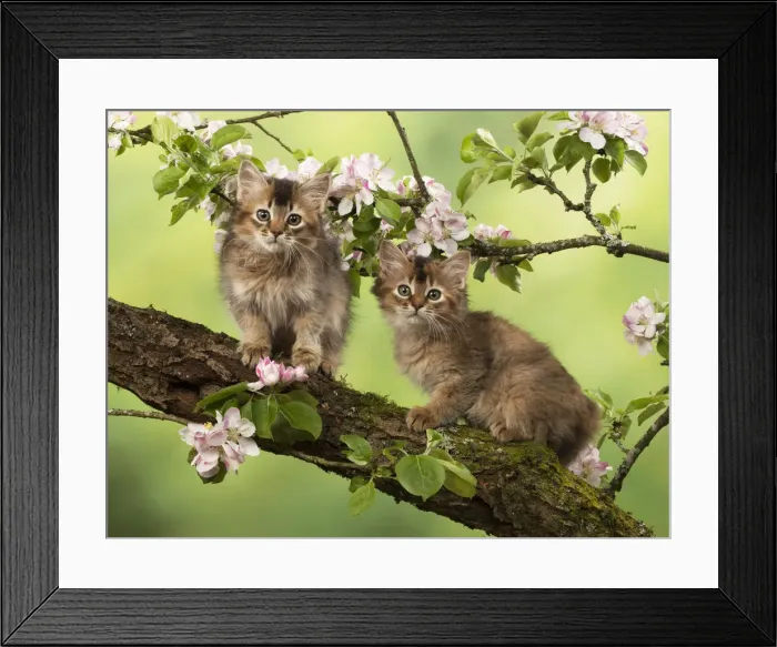 Framed Print : Picture No. 12020722 Framed Print : Picture No. 12020722