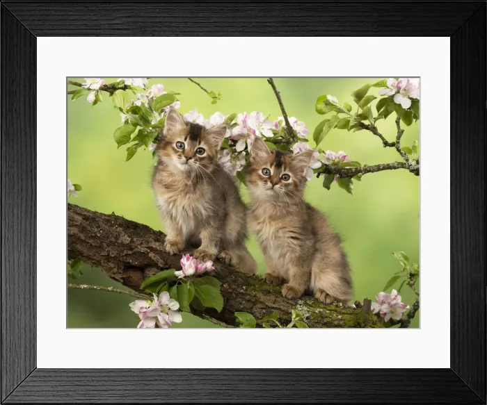 Framed Print : Picture No. 12020723 Framed Print : Picture No. 12020723