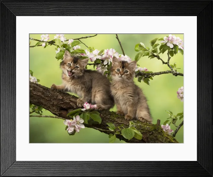 Framed Print : Picture No. 12020724 Framed Print : Picture No. 12020724