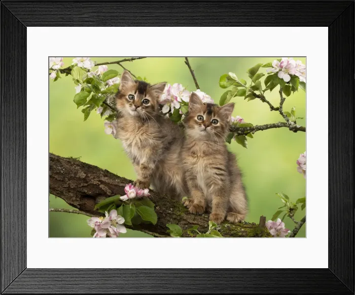Framed Print : Picture No. 12020725 Framed Print : Picture No. 12020725