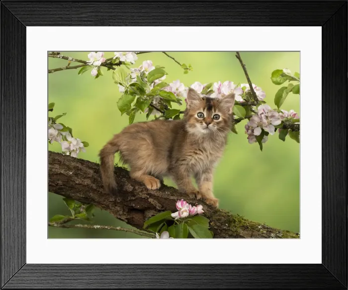 Framed Print : Picture No. 12020726 Framed Print : Picture No. 12020726