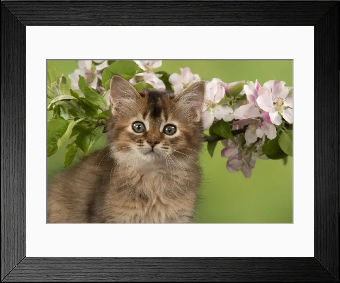 Framed Print : Picture No. 12020727 Framed Print : Picture No. 12020727