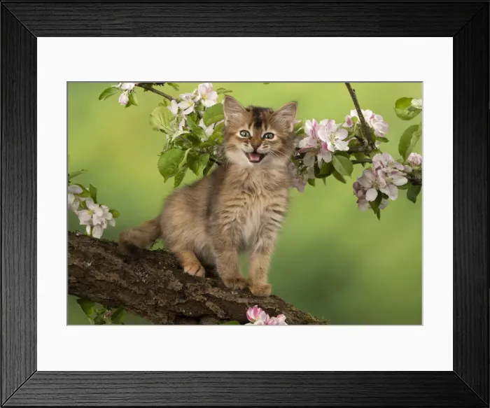 Framed Print : Picture No. 12020728 Framed Print : Picture No. 12020728