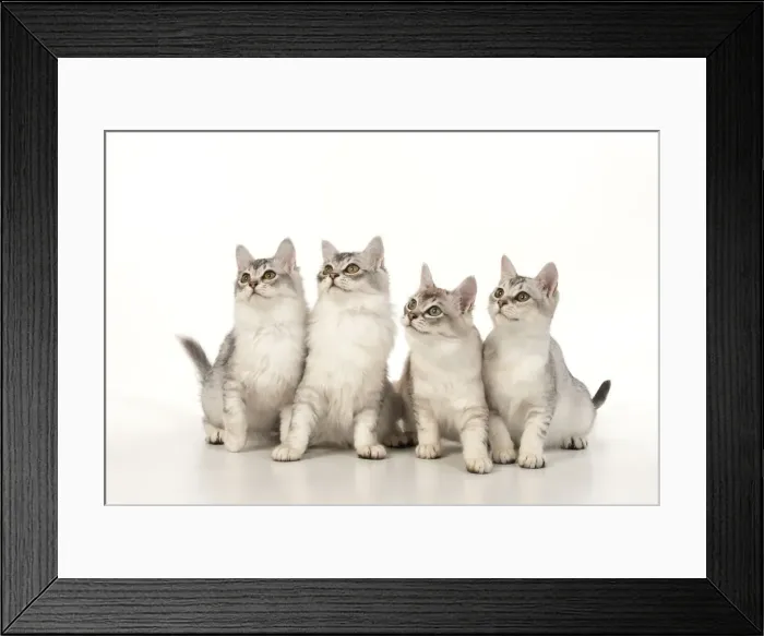Framed Print : Picture No. 12020729 Framed Print : Picture No. 12020729