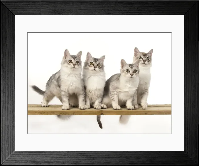 Framed Print : Picture No. 12020730 Framed Print : Picture No. 12020730