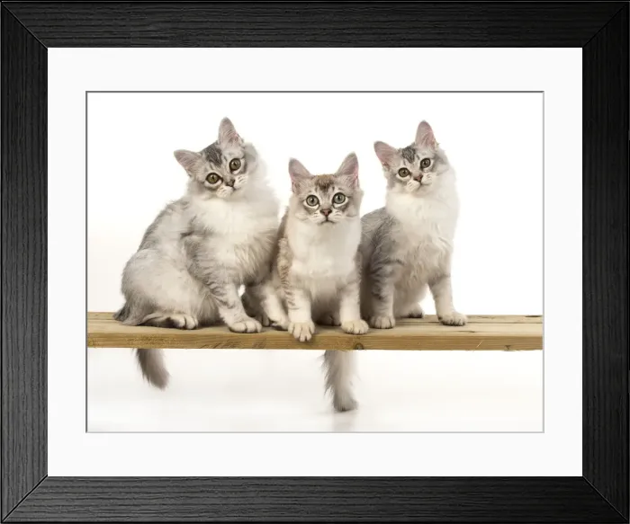 Framed Print : Picture No. 12020731 Framed Print : Picture No. 12020731