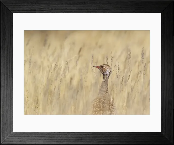 Framed Print : Picture No. 12019694 Framed Print : Picture No. 12019694