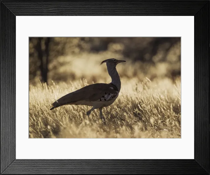 Framed Print : Picture No. 12019695 Framed Print : Picture No. 12019695