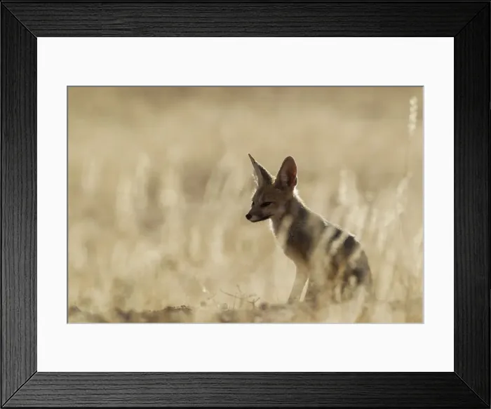 Framed Print : Picture No. 12019697 Framed Print : Picture No. 12019697