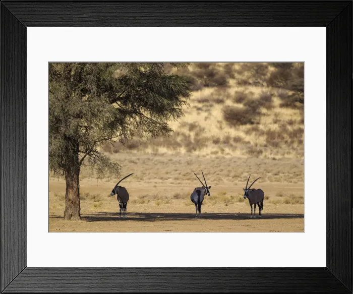 Framed Print : Picture No. 12019700 Framed Print : Picture No. 12019700