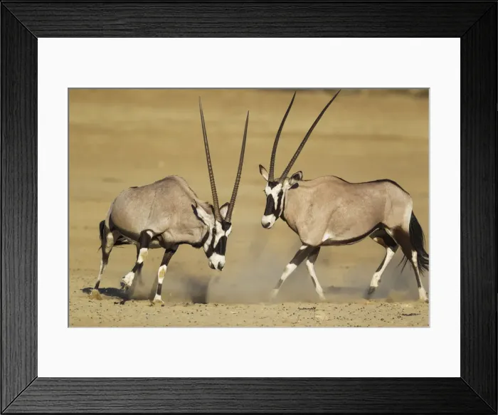 Framed Print : Picture No. 12019701 Framed Print : Picture No. 12019701
