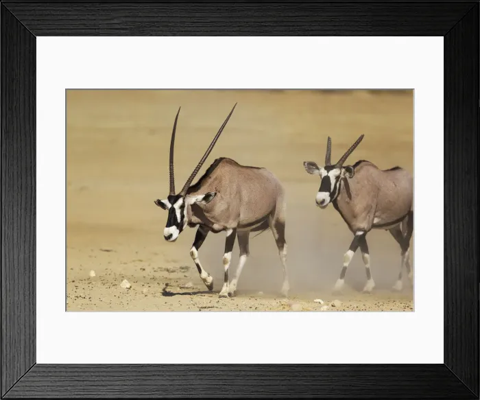 Framed Print : Picture No. 12019702 Framed Print : Picture No. 12019702