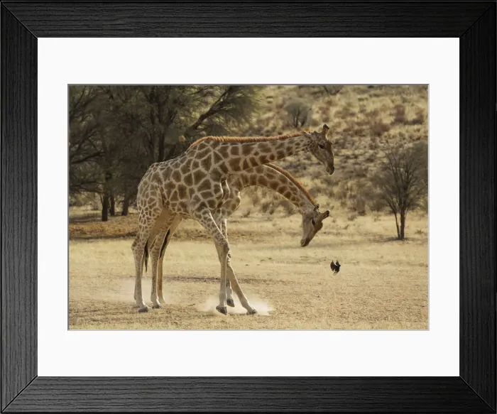 Framed Print : Picture No. 12019709 Framed Print : Picture No. 12019709