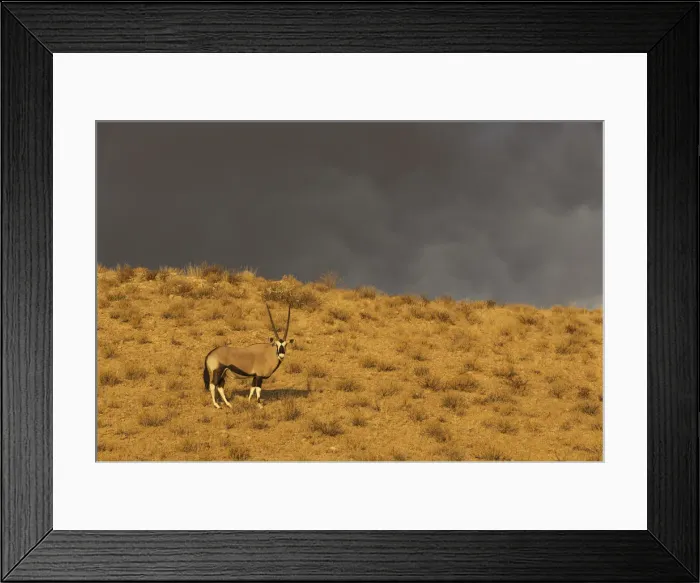Framed Print : Picture No. 12019708 Framed Print : Picture No. 12019708