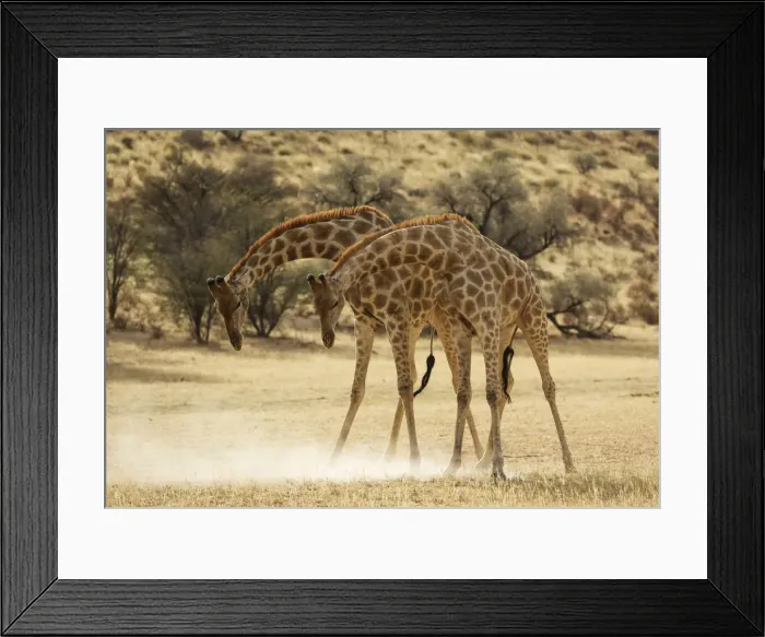 Framed Print : Picture No. 12019710 Framed Print : Picture No. 12019710