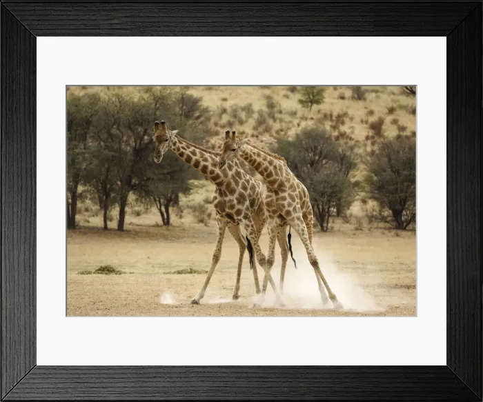 Framed Print : Picture No. 12019711 Framed Print : Picture No. 12019711