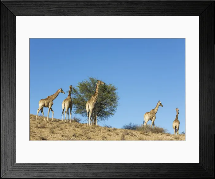 Framed Print : Picture No. 12019712 Framed Print : Picture No. 12019712