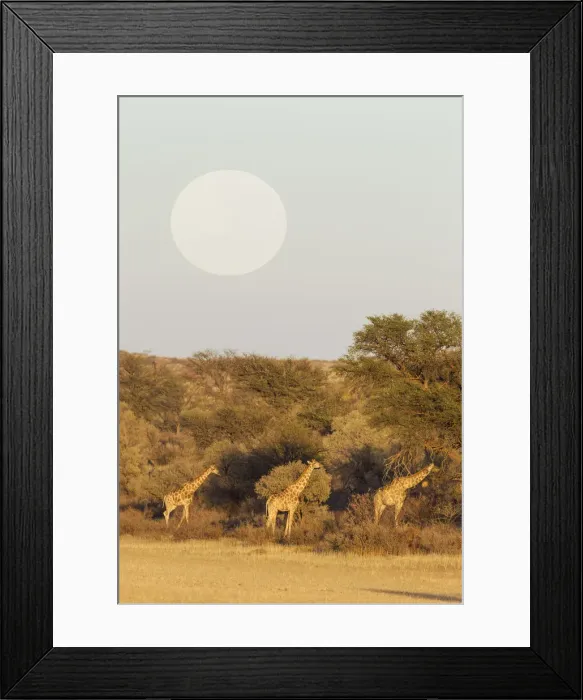 Framed Print : Picture No. 12019713 Framed Print : Picture No. 12019713