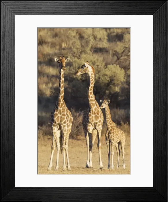 Framed Print : Picture No. 12019714 Framed Print : Picture No. 12019714