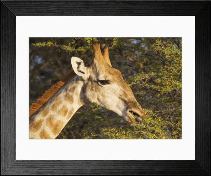 Framed Print : Picture No. 12019716 Framed Print : Picture No. 12019716