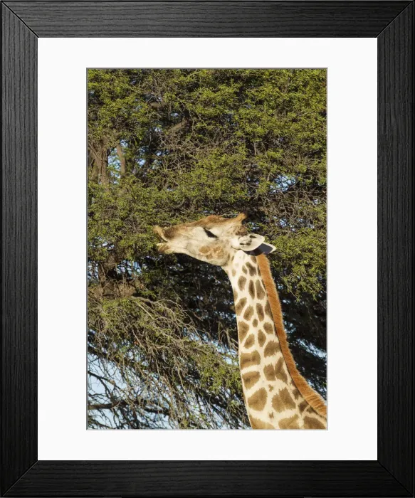 Framed Print : Picture No. 12019715 Framed Print : Picture No. 12019715