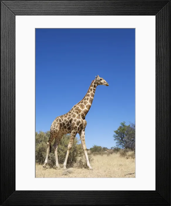 Framed Print : Picture No. 12019717 Framed Print : Picture No. 12019717