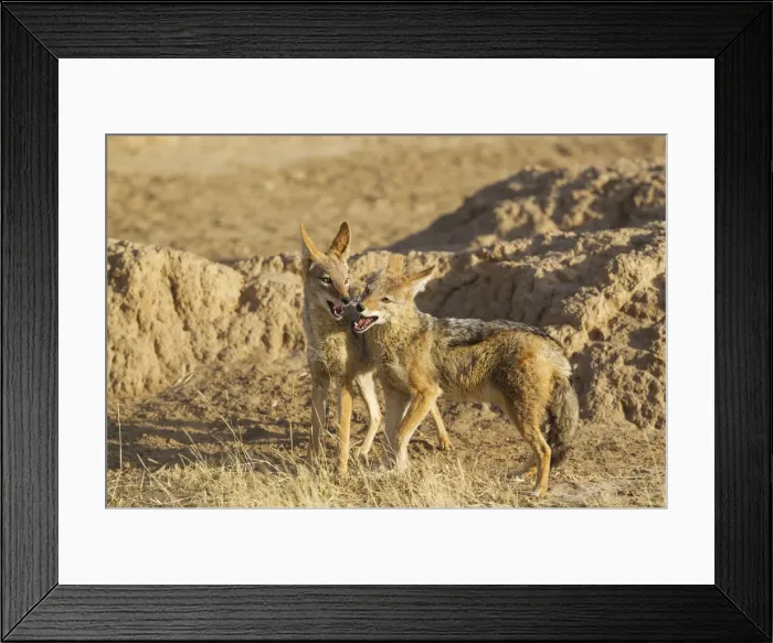 Framed Print : Picture No. 12019721 Framed Print : Picture No. 12019721