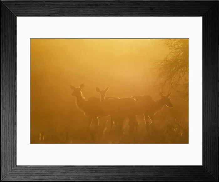 Framed Print : Picture No. 12019722 Framed Print : Picture No. 12019722