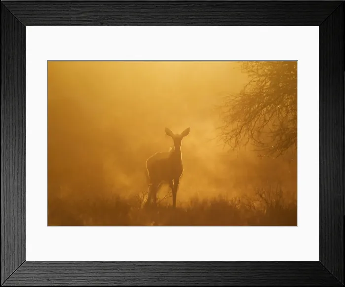 Framed Print : Picture No. 12019723 Framed Print : Picture No. 12019723