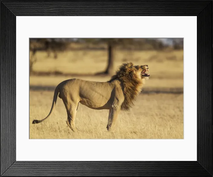 Framed Print : Picture No. 12019725 Framed Print : Picture No. 12019725