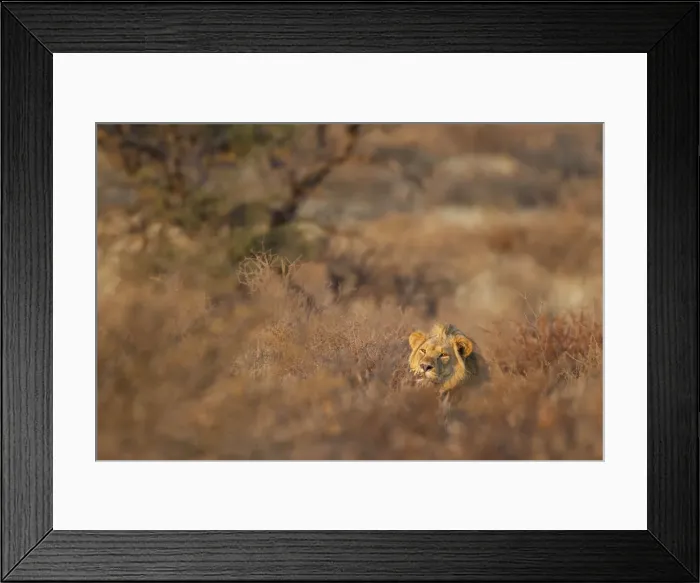 Framed Print : Picture No. 12019726 Framed Print : Picture No. 12019726