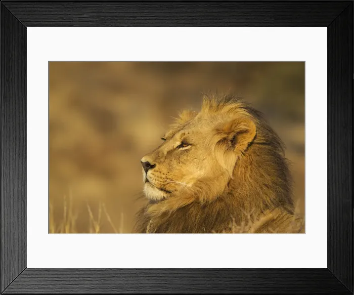 Framed Print : Picture No. 12019727 Framed Print : Picture No. 12019727