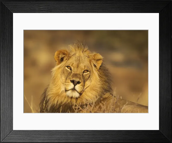 Framed Print : Picture No. 12019728 Framed Print : Picture No. 12019728