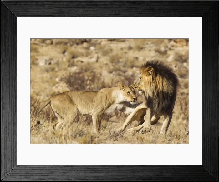 Framed Print : Picture No. 12019731 Framed Print : Picture No. 12019731
